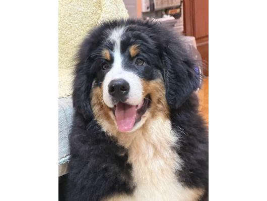 Na prodaju stenci bernskog planinskog 